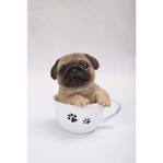 Teacup Pug - Teacup Puppies For Sale, Teacup and Miniature ...