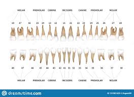 Carta Infographic Completa Da Denticao Humana Com Numeros Dos Dentes Para As Maxilas Superiores E Mais Baixas Isoladas No Branco Ilustracao Do Vetor Ilustracao De Dentes Carta 131981639