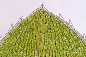 Image result for Elodea