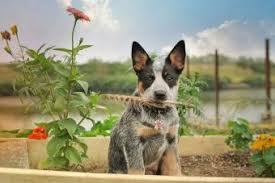 This makes crossing a blue heeler and a border collie a natural choice and a smart one as well. Blue Heeler Puppies Lovetoknow