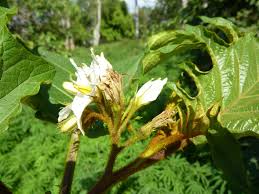 Image result for Solanum chrysotrichum