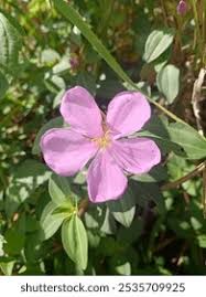 Image result for Heterotis rotundifolia