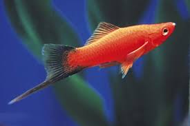 Aqua Animania Windsor Ontario Swordtails Swordtail Fish Fish Freshwater Fish