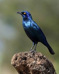 Garden Birds Of South Africa Identification The Shiny Blue Starlings An Identification Guide South African Birds Starling South African Animals