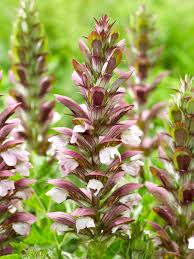 Image result for Acanthus