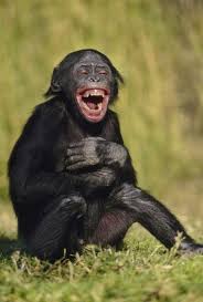 Top 27 Funny Monkey Pictures Quotes Words Sayings Smiling Animals Monkeys Funny Funny Monkey Pictures