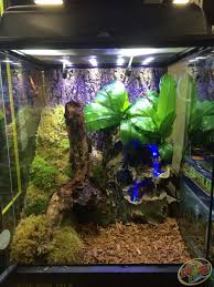 12x12x18 Zoo Med Terrarium Diy This Terrarium With Forest Floor Substrate Eco Earth Covered In Frog Moss Tree Frog Terrarium Frog Terrarium Gecko Terrarium