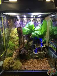 Knowing tree frogs are arboreal, you will want to add plenty of plants, vines, and branches throughout the enclosure. 12x12x18 Zoo Med Terrarium Diy This Terrarium With Forest Floor Substrate Eco Earth Covered In Frog Moss Tree Frog Terrarium Frog Terrarium Gecko Terrarium