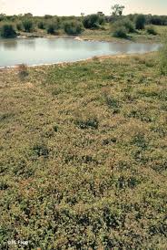 Image result for Marsilea nubica