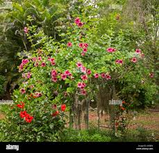 Image result for Allamanda
