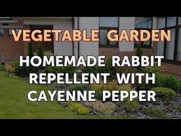 rabbit repellent with cayenne pepper