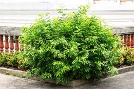 Image result for Murraya paniculata