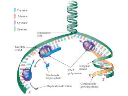 We did not find results for: Label Dna Replication Diagram Cell Division Mitosis And Meiosis