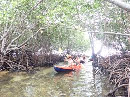 Mangrove Tour Lembonganwatersport Com Jika anda berkunjung pulau nusa lembongan, wisata mangrove tour tidak boleh anda lewatkan jadi ayo dukung pelestarian alam dengan berwisata mangrove tour di nusa lembongan yang. mangrove tour lembonganwatersport com