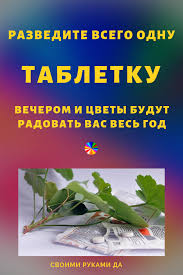 янтарная кислота для комнатных растений в таблетках как применять Razvedite Vsego Odnu Tabletku Vecherom I Cvety Budut Radovat Vas Ves God Uhod Za Komnatnymi Cvetami V Domashnih Usloviyah Cvety Vo Dvore Komnatnye Cvety Cvety