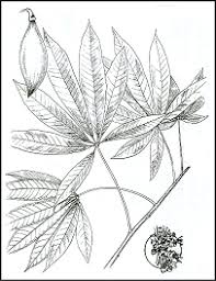 Image result for Ceiba pentandra