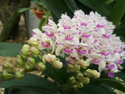 Rhynchostylis gigantea) là một loài phong lan. PhÆ°Æ¡ng Phap Kich Thich Cho Lan Ngá»c Ä'iá»m Ná» Ä'ung Táº¿t Lan Tá»± Nhien