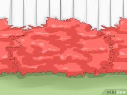 They are quite tolerant in tough environments. 3 Ways To Prune Burning Bush Wikihow