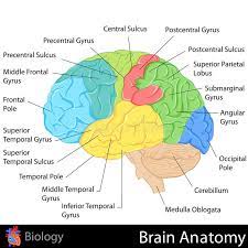 The forebrain, midbrain and hindbrain. Brain Anatomy Easy To Edit Illustration Of Brain Anatomy Diagram Aff Easy Anatomy Brain Diagram I Brain Anatomy Brain Diagram Human Brain Diagram