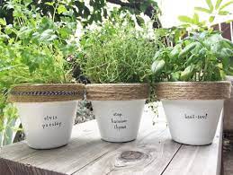 Plant Puns Not That Any Mother Is Supposed To Have Favorites But Uh Plantpuns Plants Puns Punsfordays Dadjokes Parsley Elvis Thyme Mchammer Basil Herbgarden Herbs Plantlove Plantsofinstagram Houseplants Facebook