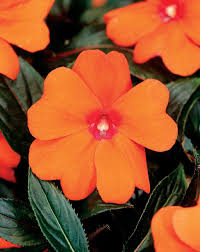 Types of orange flowers with pictures and names. 36 Different Types Of Orange Flowers With Names Pictures A Z Types Of Oranges Orange Flowers Types Of Flowers