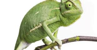 Angka Mimpi Bunglon Versi Erek Erek 2d 3d 4d Buku Mimpi