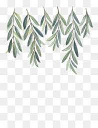 Olive Tree Drawing Unlimited Download Cleanpng Com Aquarela Ilustracoes Aguarela