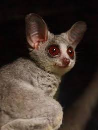 Reproduction is viviparous and dioecious. 36 Bush Baby Ideas Animals Cute Animals Primates