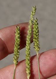 Image result for Setaria pumila