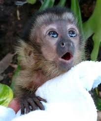 There are 139 capuchin monkey baby for sale on etsy, and they cost $82.02 on average. Baby Capuchin Monkey Aww