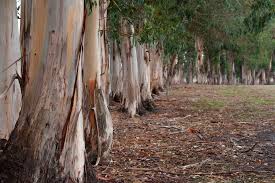 It is a strenuous process because the yield of oil is 1 to 2% of the wet plant, which means it. Popular Gum Trees Found In Several Plant Genera