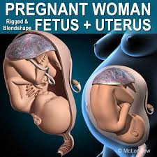 Pregnant Fetus Uterus Fetus Pregnant