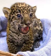 Animals Jaguars Babies Zoo Cute Cute Baby Animals Super Cute Animals Baby Jaguar