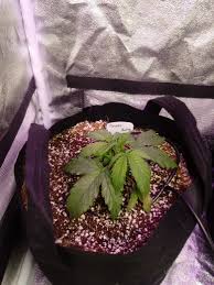 Maybe you would like to learn more about one of these? First Auto In Coco Grow Grasscity Forums The 1 Marijuana Community Online