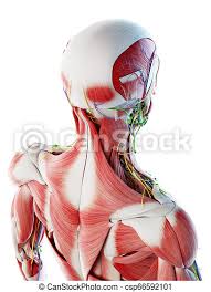 Learn everything about the neck anatomy with this topic page. 3d Rendered Illustration Of A Mans Muscular Back And Neck Canstock