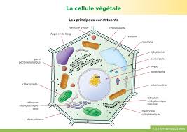 La Cellule Vegetale Gnis Pedagogie