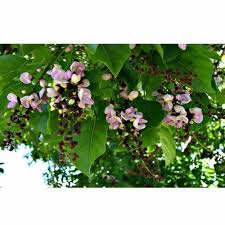 Image result for Millettia pinnata