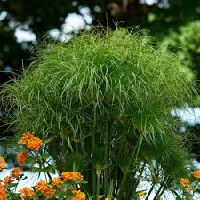 Image result for Cyperus kirkii