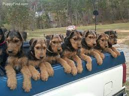 Some airedale terrier puppies for sale may be shipped worldwide and include crate and veterinarian checkup. Airedale Terrier Pictures 9ao4w2gm0gb Airedale Puppy Airedale Terrier Puppies Terrier Puppies