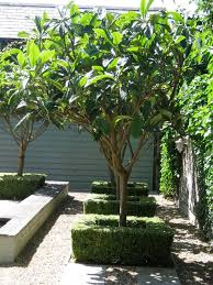 Image result for Eriobotrya