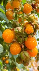 Image result for Rubus ellipticus