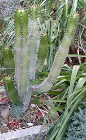 Image result for Euphorbia whellanii