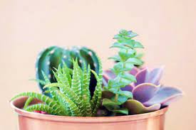 Realmente son muy vistosas y le dan a nuestra colección de cactus y suculentas un toque de curiosidad. Cual Es La Diferencia Entre Crasas Y Suculentas Suculentas