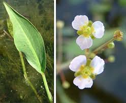 Image result for Alismataceae