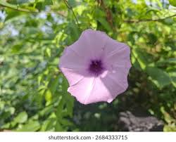 Image result for Ipomoea cairica
