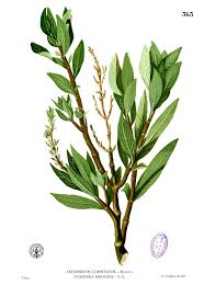Image result for Myrica salicifolia