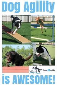 Is Dog Agility Right For You Kama Loves Agility Agility Training For Dogs Dog Training Training Your Dog