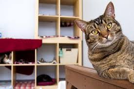 Cat separation anxiety is real and i think it is probably on the increase as people find more reasons to be away from home perhaps because of work commitments or because of socialising. Aggressive Cat Toward People Best Friends Animal Society