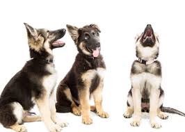 The best dog training books for puppies perfect puppy in 7 days: Starting On The Right Foot The Best Puppy Training Books Canine Habit