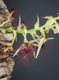Image result for Bulbophyllum encephalodes